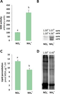 Efficient Photosynthetic Functioning of Arabidopsis thaliana Through Electron Dissipation in Chloroplasts and Electron Export to Mitochondria Under Ammonium Nutrition